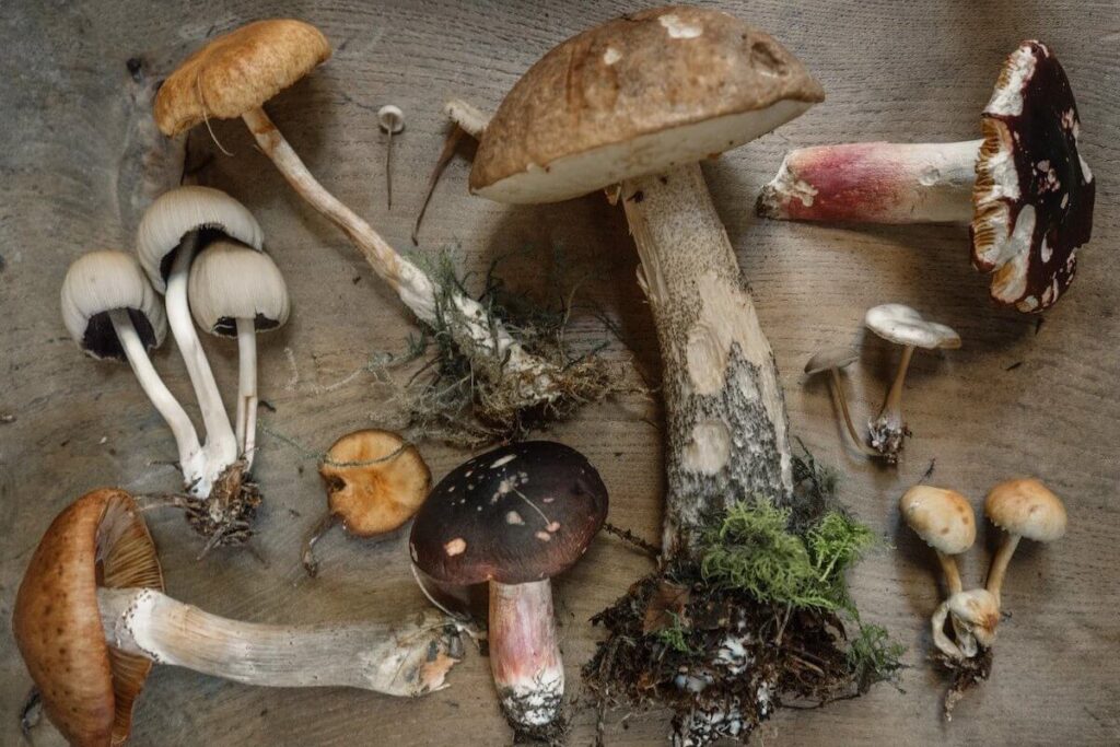 What Mushrooms Have To Offer In Terms Of Health