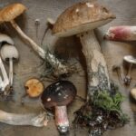 What Mushrooms Have To Offer In Terms Of Health